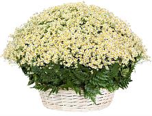 Цветочная композиция из Ромашки в корзине #REPLACE_PRED# Орудьево
